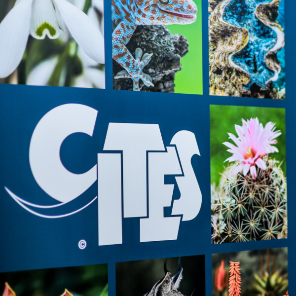 Protecting flora and fauna globally and in Central Asia