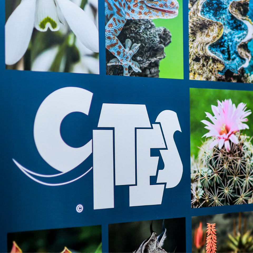 Protecting flora and fauna globally and in Central Asia